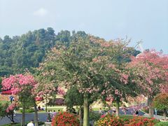 -东莞植物园