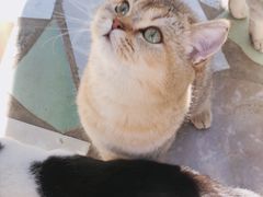 -喵屿·大理花园猫咖