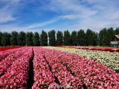 -富田农场