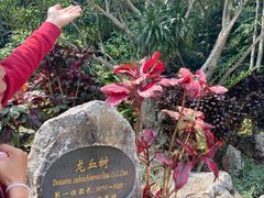 -中国科学院西双版纳热带植物园