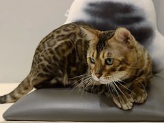 -飞行喵MR PILOT|猫舍·猫咖(静安大融城店)