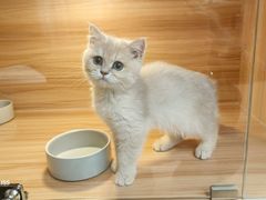 -猫十亿·布偶金渐层·曼基康矮脚猫舍(青年路店)