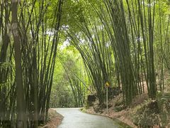 -芦沟竹海