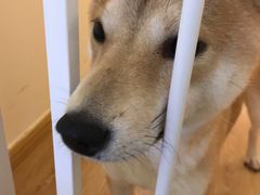 -柴犬小屋·柴餐厅·狗咖食堂(金鼎广场店)