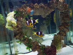 -太平洋海底世界