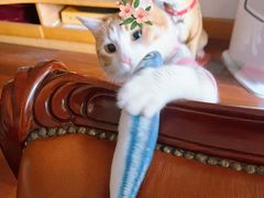 -爱侣宠医·鹦鹉专科·小型哺乳类·异宠专科(灵石路店)