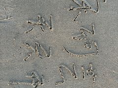 -北戴河东海水浴场