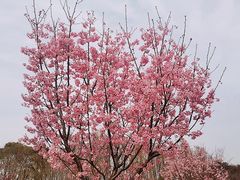 -顾村公园