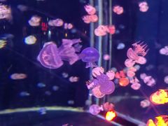 -太平洋海底世界