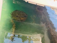 -夏威夷珍珠港