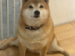 -是阿柴呀！柴犬咖啡·爱喵喵猫咖