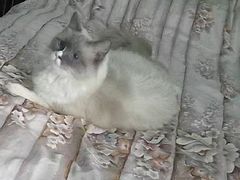 -中农国际动物医院24小时·猫科·骨科·急重症中心