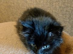 貓咪-大观园影院式足浴Spa店(沙坪坝店)