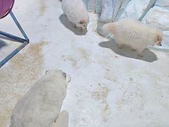 -海合安成都极地海洋公园