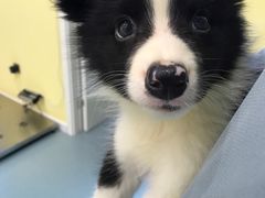 -瑞鹏宠物医院·爱宠堂·骨外专科(西荷分院)