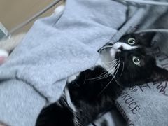 -瑞派·关忠动物医院·猫专科·犬专科(三环新城店)
