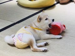 -逗柴咖啡屋·狗咖猫咖宠物桌游