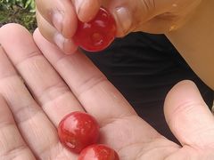 -樱桃山旅游景区