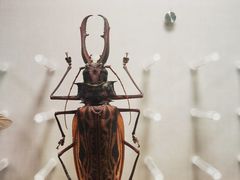 -国家自然博物馆