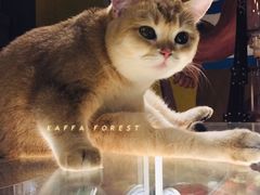 -咖法森林·咖啡  酒吧(天河店)