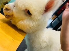 -猫色咖啡·猫咖