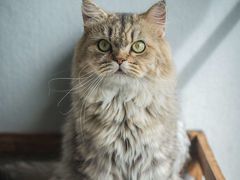 -客栈猫舍(中央北路店)