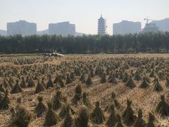 -长兴太湖图影湿地文化园