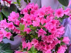-花鸟鱼虫鲜花绿植市场(玉泉路店)