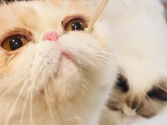 -滚猫咖啡·猫咖·猫友好撸猫(未来城店)