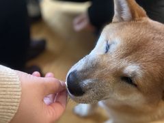 -喜柴咖啡·柴犬狗咖
