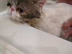 -猫大福·Fortune Cat猫舍(百子湾店)