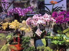 -花鸟鱼虫鲜花绿植市场(玉泉路店)