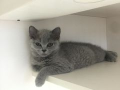 -东方名猫馆·英短金渐层布偶猫舍(环线广场1号楼店)