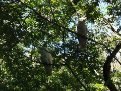 -EG Waterhouse Camellia Gardens Sutherland Shire