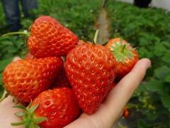 -南汇水蜜桃采摘(大团店)