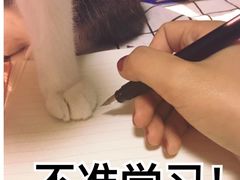 -白日梦奶茶