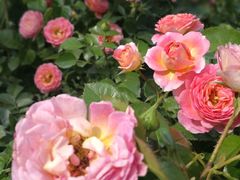 -人民公园(罗湖区)