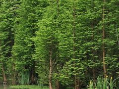 -桤木河湿地公园