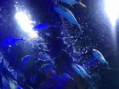 -大连圣亚海洋世界