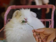 -猫色咖啡·猫咖