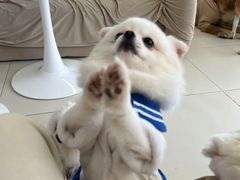 -怪兽屋·羊驼·猫咖·狗咖(俊华广场店)