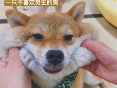 -逗柴咖啡屋·狗咖猫咖宠物桌游
