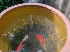 -阿细汉菜(本地盐帮菜名店)