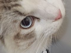 -伟伟宠物医院·瑞派猫友好医院·猫科(光谷店)