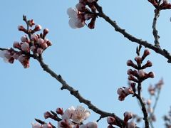 -香山公园