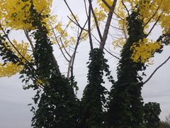 -荷兰花海