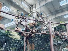 -南宫五洲植物乐园