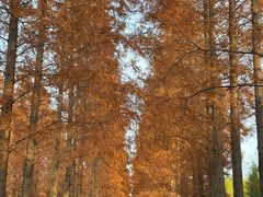 -黄海国家森林公园