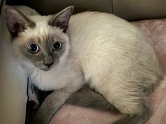 -派特宠物医院(圆融广场店)