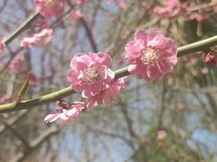 -洛阳市隋唐城遗址植物园